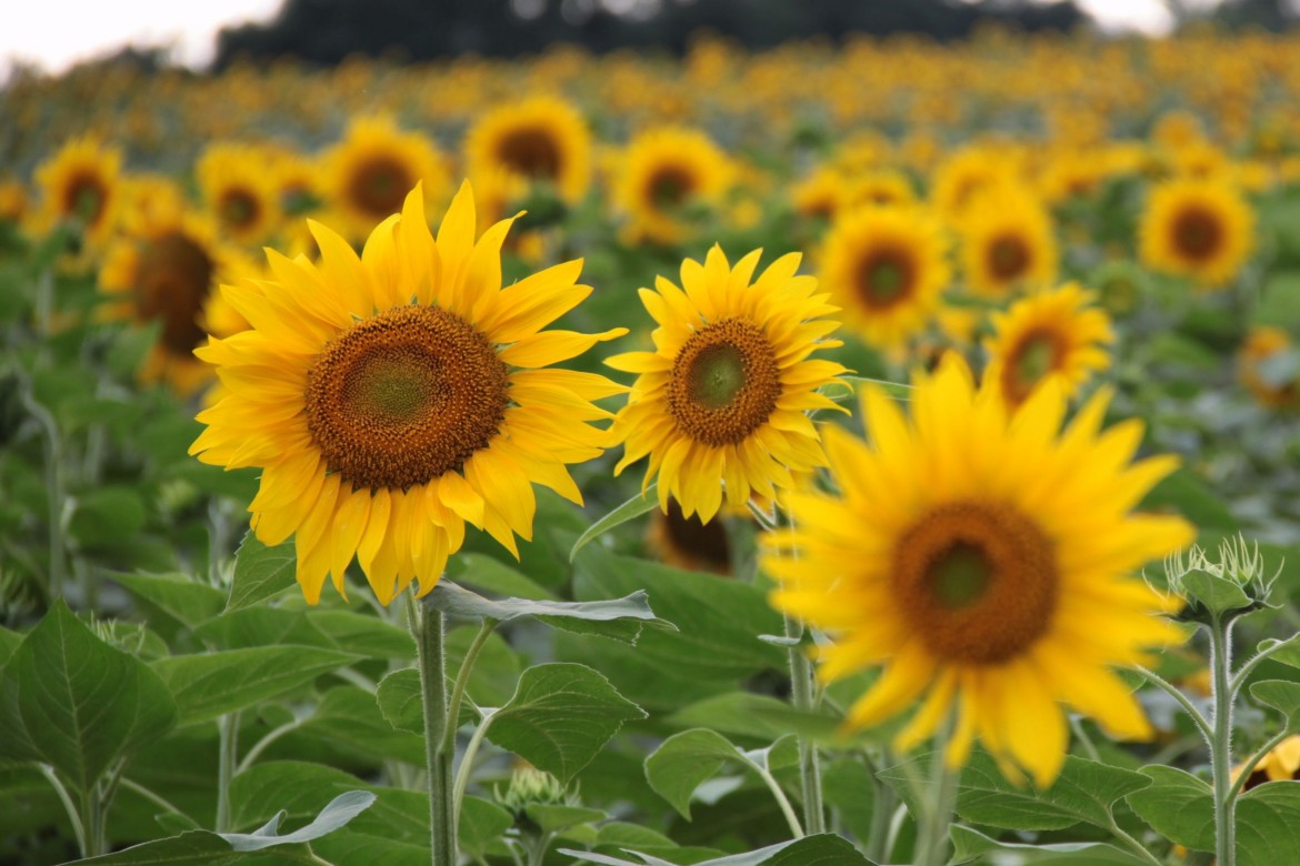 Sunflowers1-e1420210891993